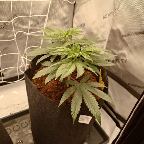 DK growlog timeline photo