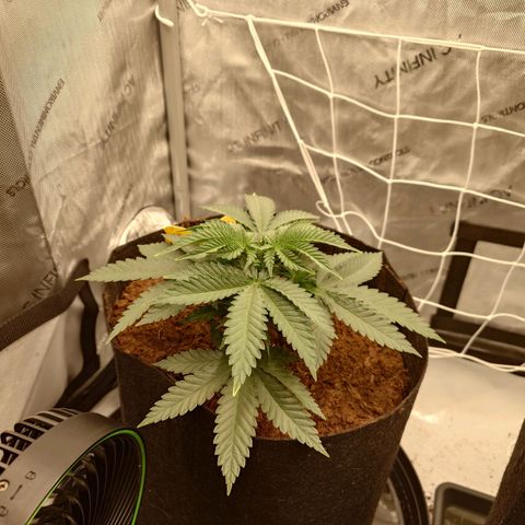 Molly growlog timeline photo