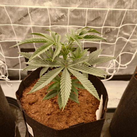 Pepe le Pew growlog timeline photo