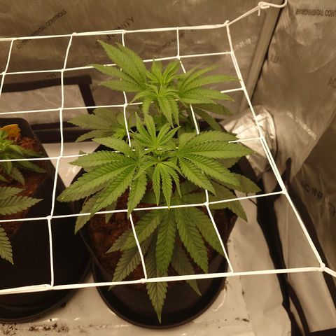 DK growlog timeline photo