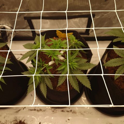 Molly growlog timeline photo