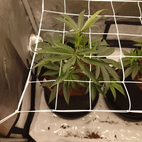 Pepe le Pew growlog timeline photo