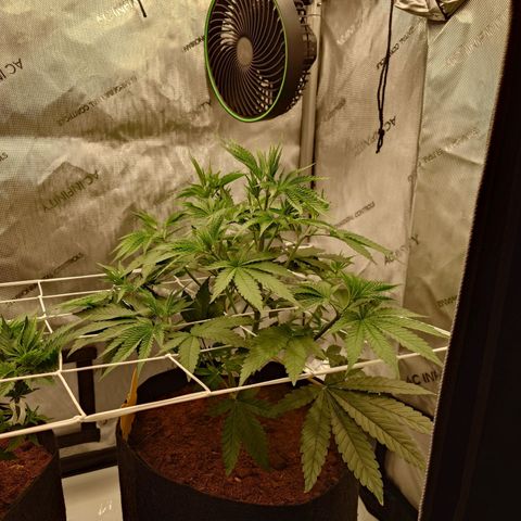 DK growlog timeline photo