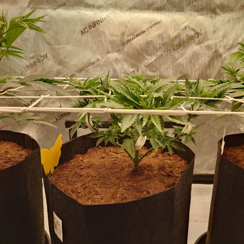 Molly growlog timeline photo