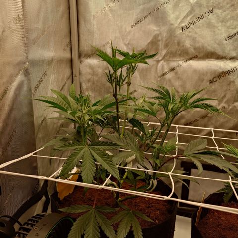 Pepe le Pew growlog timeline photo