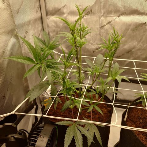 Pepe le Pew growlog timeline photo