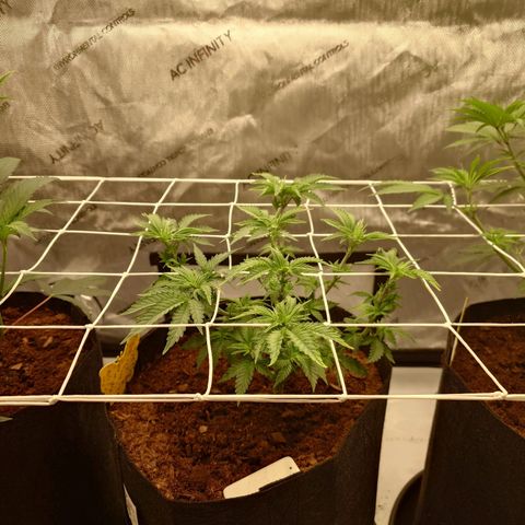 Molly growlog timeline photo