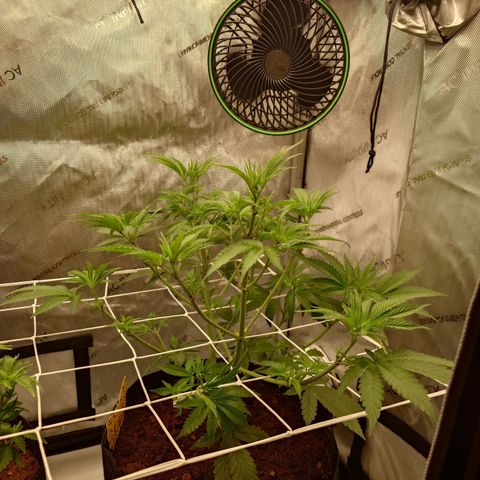 DK growlog timeline photo
