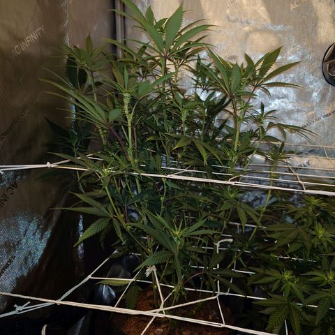 Pepe le Pew growlog timeline photo