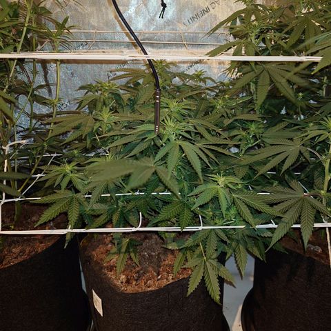 Molly growlog timeline photo