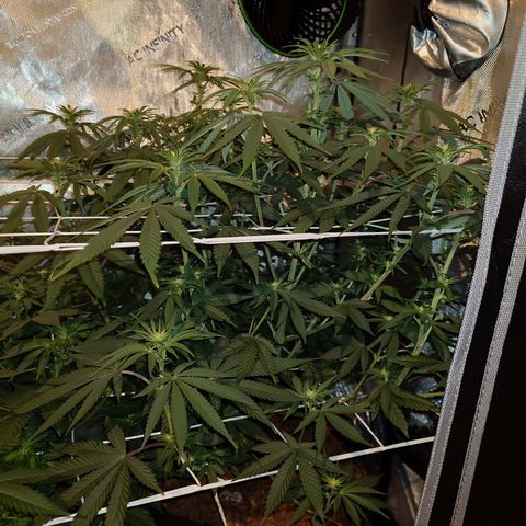 DK growlog timeline photo