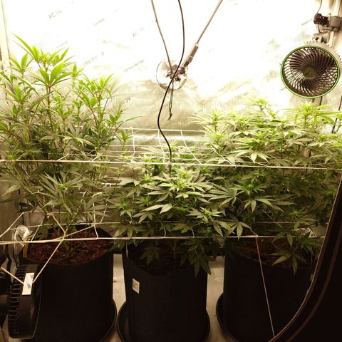DK growlog timeline photo