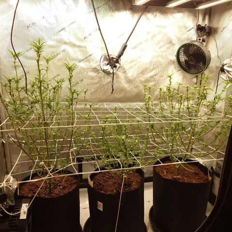 DK growlog timeline photo
