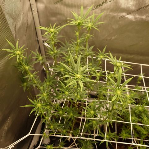 Pepe le Pew growlog timeline photo