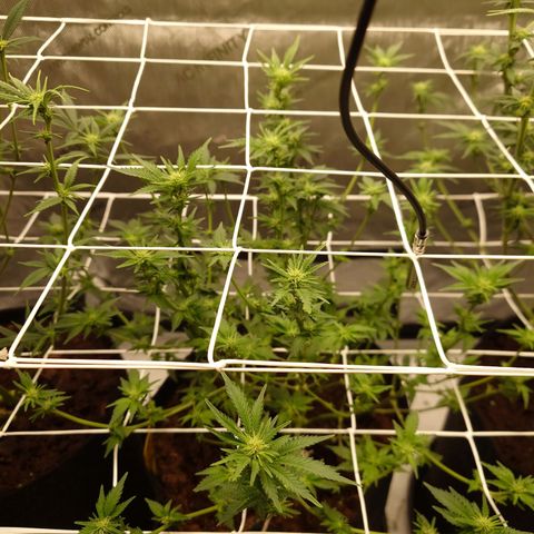 Molly growlog timeline photo