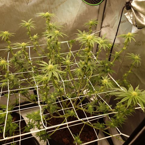 DK growlog timeline photo