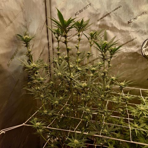 Pepe le Pew growlog timeline photo