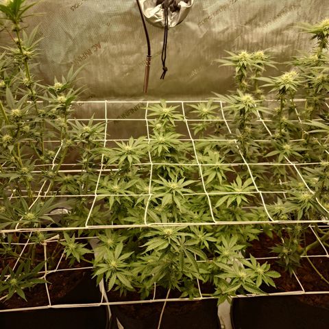 Molly growlog timeline photo
