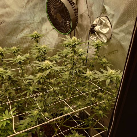 DK growlog timeline photo