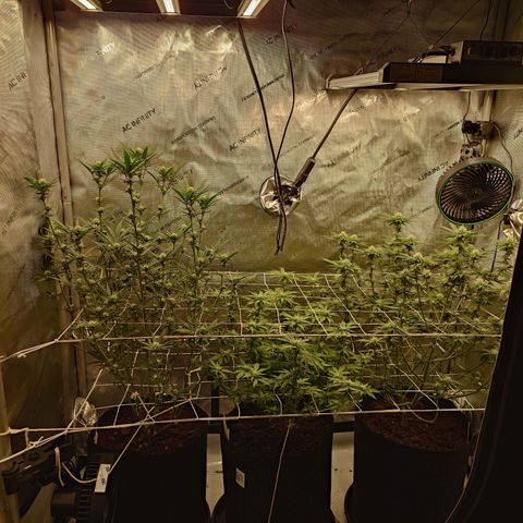 DK growlog timeline photo