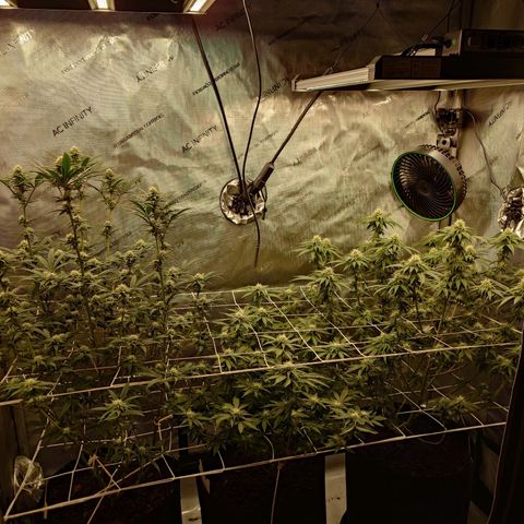 DK growlog timeline photo