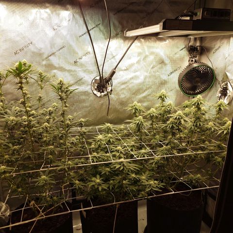 DK growlog timeline photo