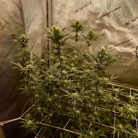 Pepe le Pew growlog timeline photo