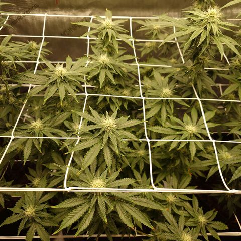 Molly growlog timeline photo
