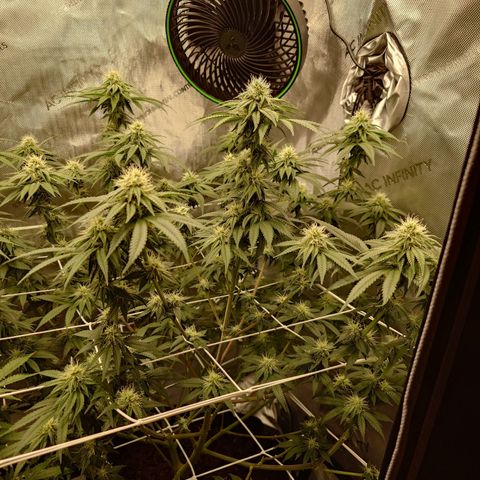 DK growlog timeline photo