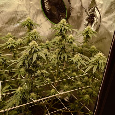 DK growlog timeline photo
