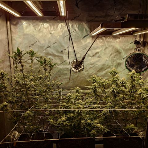 DK growlog timeline photo