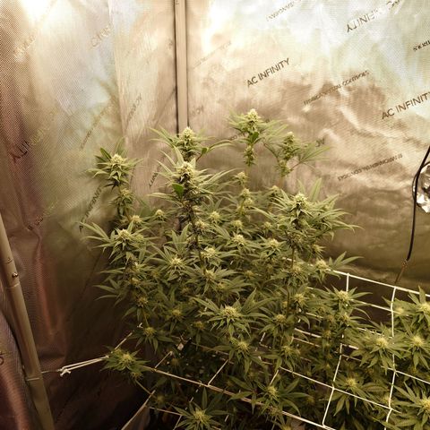 Pepe le Pew growlog timeline photo