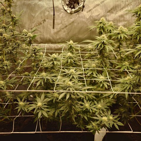 Molly growlog timeline photo