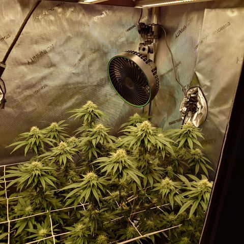 DK growlog timeline photo