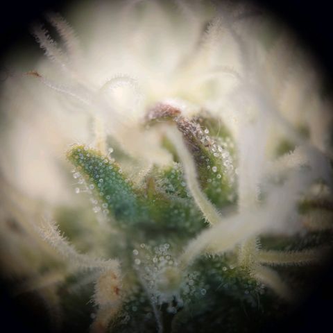 DK growlog timeline photo