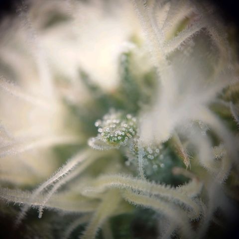 DK growlog timeline photo