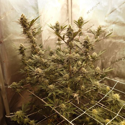Pepe le Pew growlog timeline photo