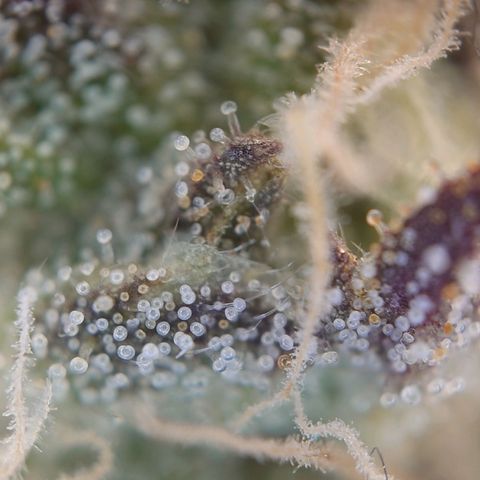 Pepe le Pew growlog timeline photo