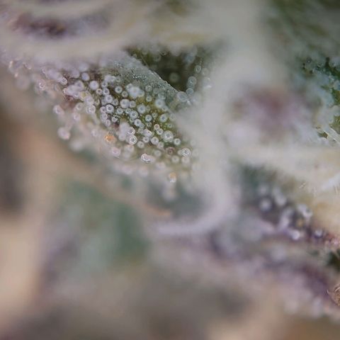 Pepe le Pew growlog timeline photo