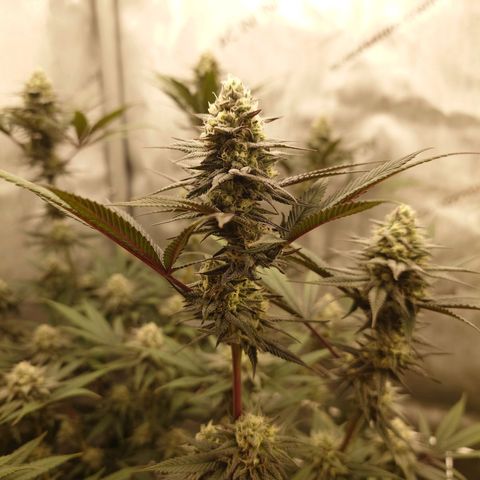 Pepe le Pew growlog timeline photo