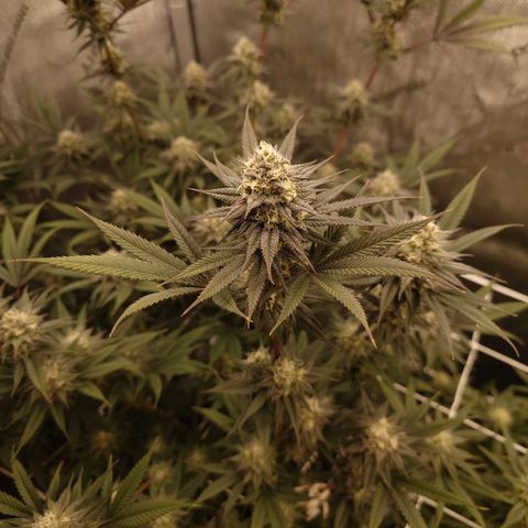 Pepe le Pew growlog timeline photo
