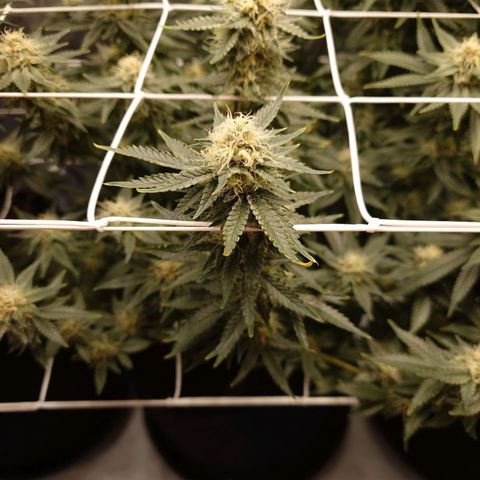 Molly growlog timeline photo