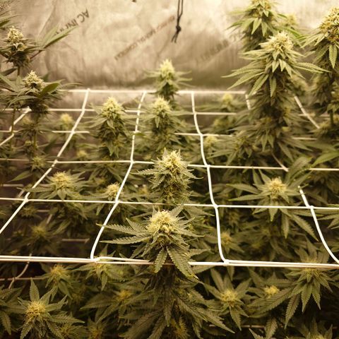 Molly growlog timeline photo