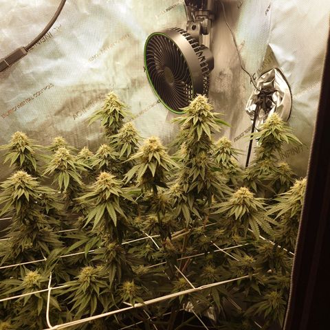 DK growlog timeline photo