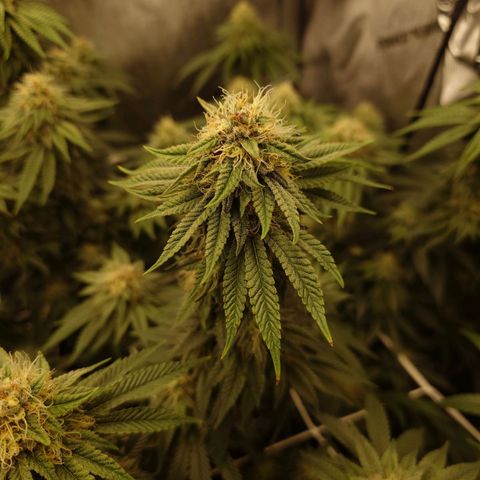 DK growlog timeline photo