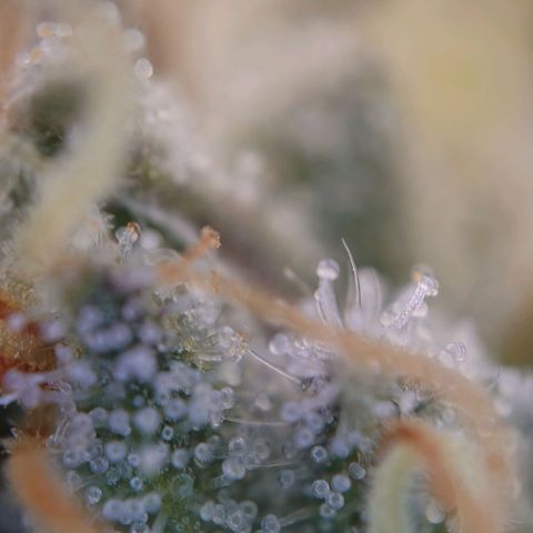 DK growlog timeline photo