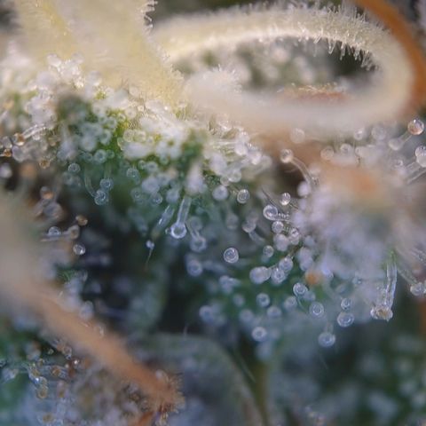 DK growlog timeline photo