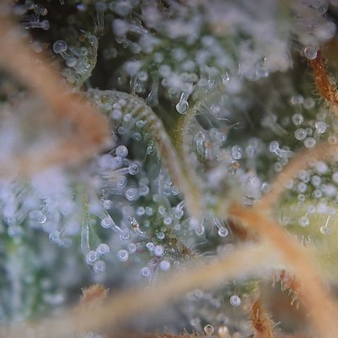 DK growlog timeline photo