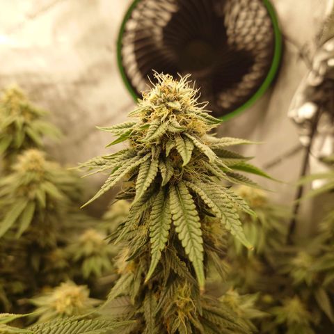 DK growlog timeline photo