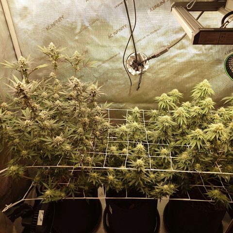 DK growlog timeline photo